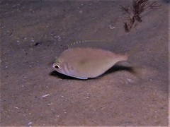 Parequula melbournensis