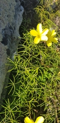 Oxalis burtoniae
