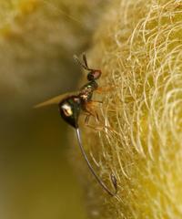 Sycoscapter cornutus