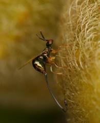 Sycoscapter cornutus