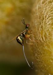 Sycoscapter cornutus