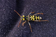 Clytus tropicus