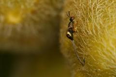 Sycoscapter cornutus