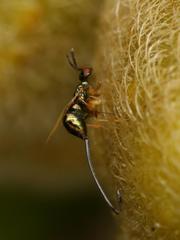 Sycoscapter cornutus