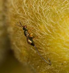 Sycoscapter cornutus