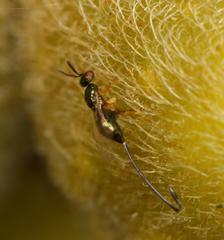 Sycoscapter cornutus