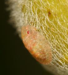 Uhlunga typica