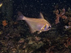 Pempheris klunzingeri