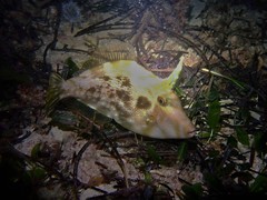 Scobinichthys granulatus