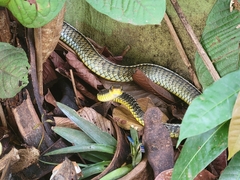 Chironius flavopictus