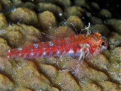 Helcogramma
