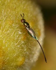 Sycoscapter cornutus