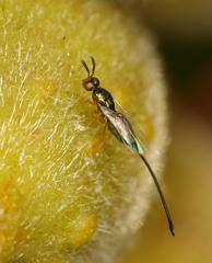 Sycoscapter cornutus