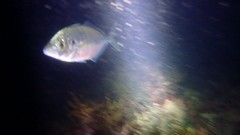 Pseudocaranx georgianus