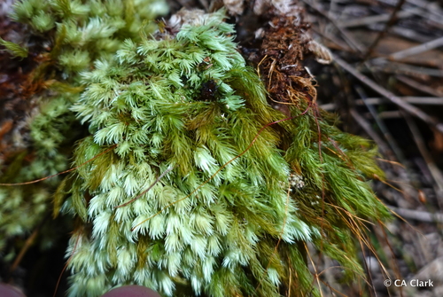 Pyrrhobryum spiniforme observed 2022-05-13