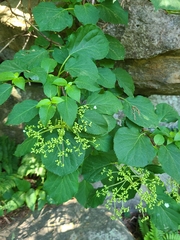 Hydrangea petiolaris