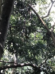 Pheucticus chrysogaster