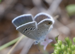 Echinargus