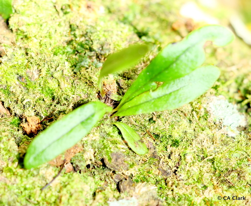 Lepisorus thunbergianus observed 2022-05-13