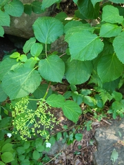 Hydrangea petiolaris