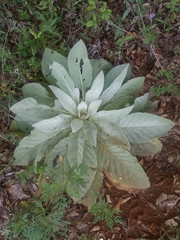 Verbascum thapsus thapsus