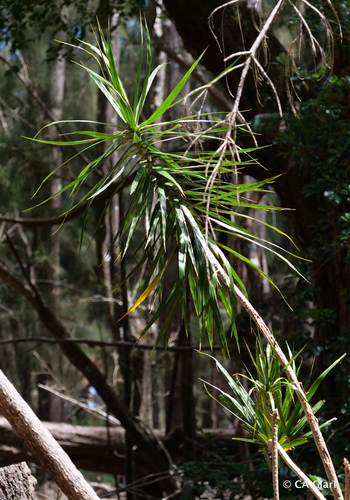 Dracaena angustifolia, 2022-05-13