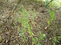 Buglossoides czernjajevii