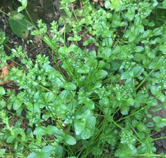 Veronica serpyllifolia