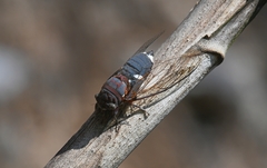 Cornuplura rudis