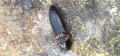 Ampedus atripennis