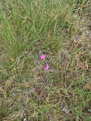 Dianthus deltoides