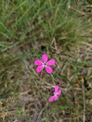 Dianthus deltoides