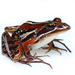 Banded Stream Frog - Photo no rights reserved, uploaded by Oliver Angus