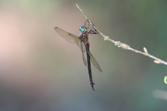 Somatochlora linearis