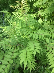 Sorbaria sorbifolia