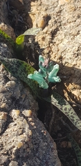 Lachenalia viridiflora