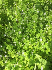 Veronica filiformis