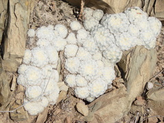 Mammillaria plumosa