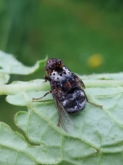 Pharyngomyia picta