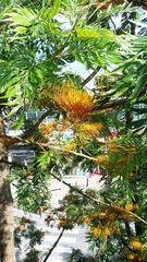 Grevillea robusta