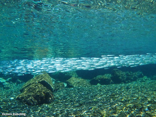 European Anchovy, Las Palmas, ES-CN, ES, photo 10 of 10