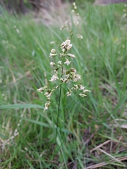 Anthoxanthum nitens