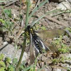 Libelloides hispanicus