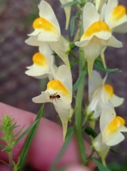 Linaria vulgaris
