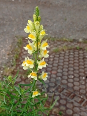 Linaria vulgaris