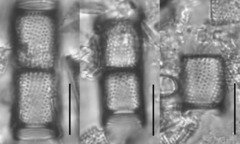 Aulacoseira ambigua