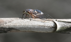 Cornuplura rudis
