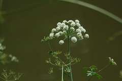Apiaceae