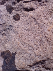 Bagliettoa baldensis