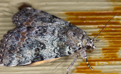 Catocala connubialis